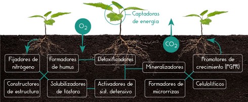 agro-microorganismos-simbiosis